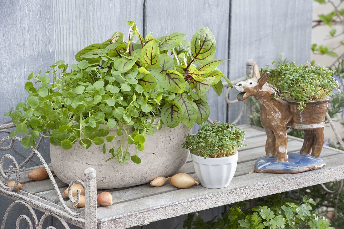 Watercress, blood dock in bowl