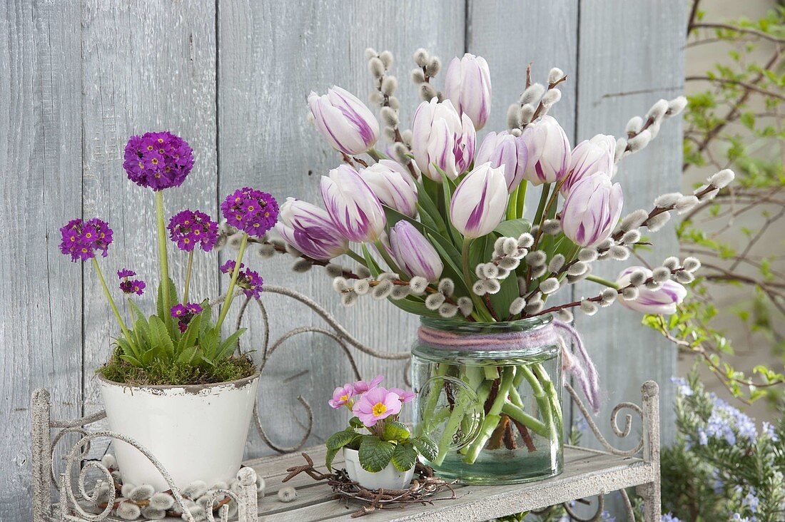 Primula denticulata 'Rubin Auslese' (globe primroses) in a pot, bouquet with tulipa