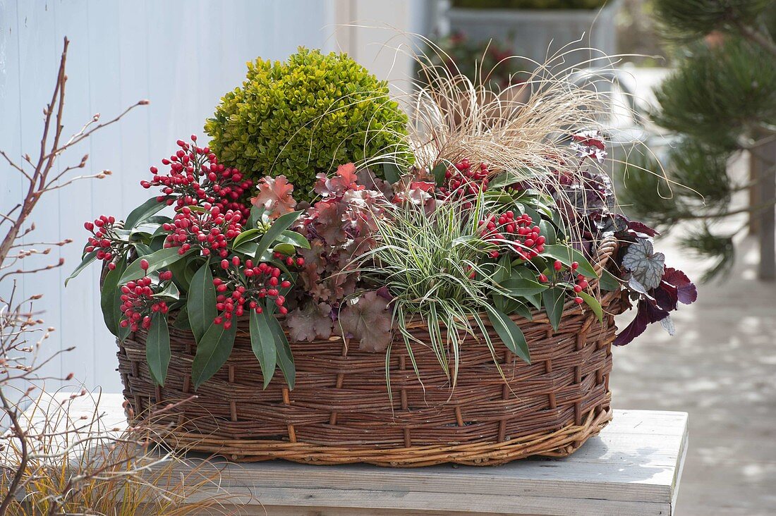 Basket planted with boxwood through the seasons