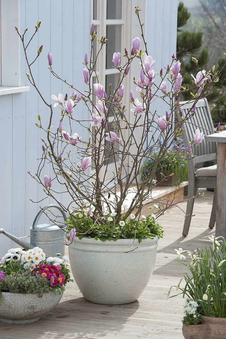 Magnolia fraseri 'Georg Henry Kern' (Magnolia) underplanted with Bellis