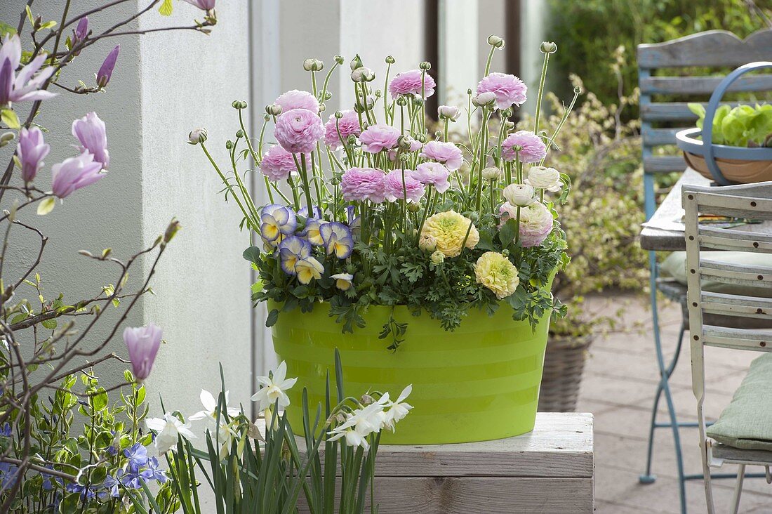 Green plastic tub planted with Ranunculus (ranunculus), Viola cornuta