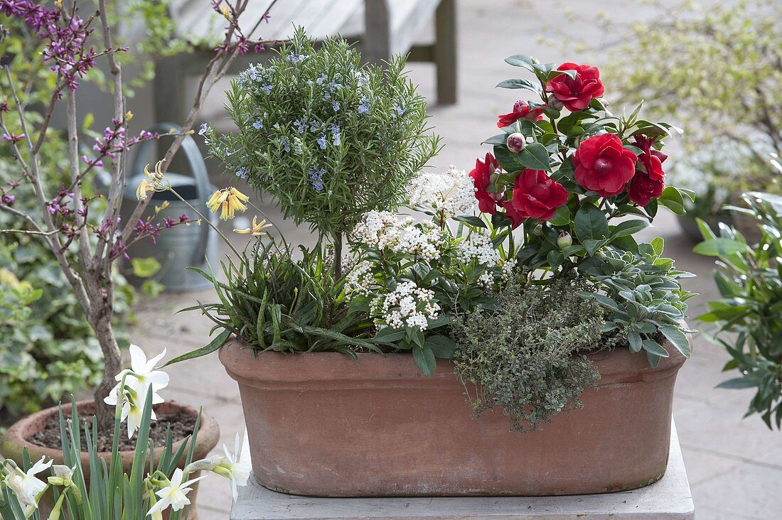 Terracotta box with Camellia japonica (camellia), rosemary stems