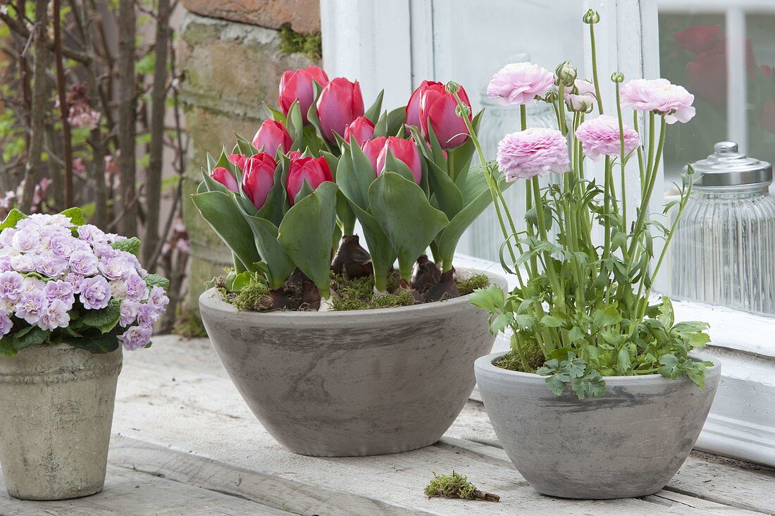 Tulipa 'Red Paradise' (Tulips), Ranunculus (Ranunculus) and Primula Belarina