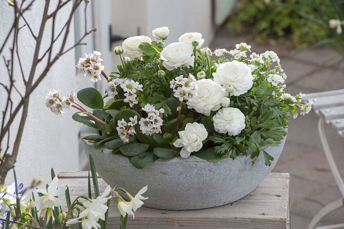 White planted spring bowl: Bergenia cordifolia 'Silberlicht' (Bergenie)