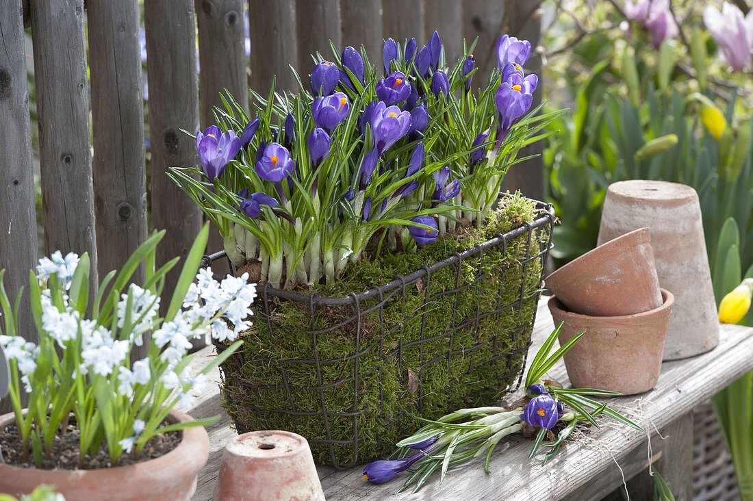 Crocus vernus 'Remebrance' (Blauer Krokus) im Moosdrahtkorb