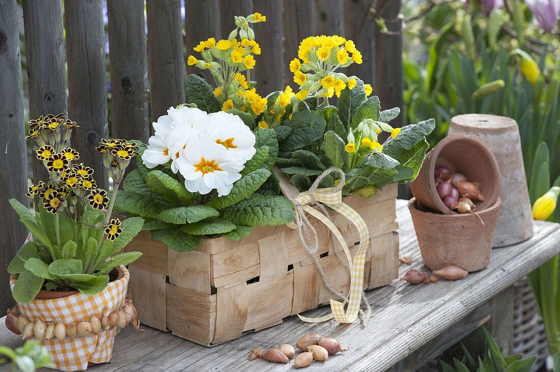 Basket with primula veris (cowslip flowers, cowslip)