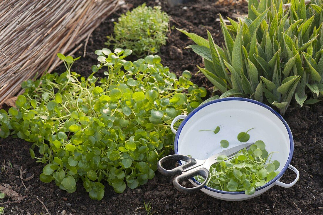 Harvesting watercress (Nasturtium officinale) in the garden