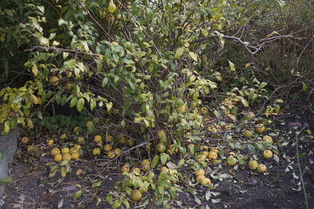 Chaenomeles japonica (ornamental quince), ripe fruits fall off