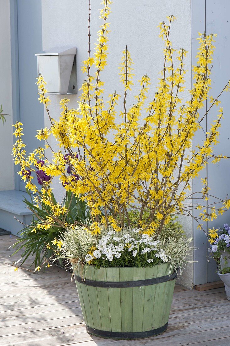 Forsythia (Goldbell) in a green wooden tub, underplanted with Iberis