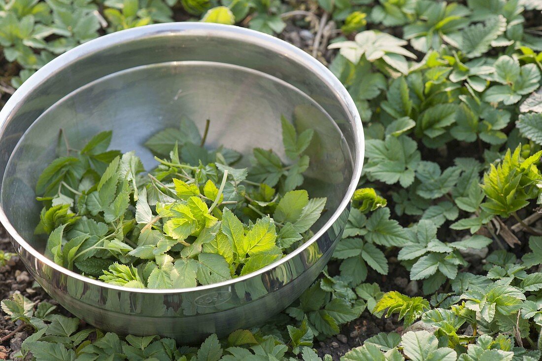 Junge Blätter vom Giersch (Aegopodium podagraria) als Salat ernten