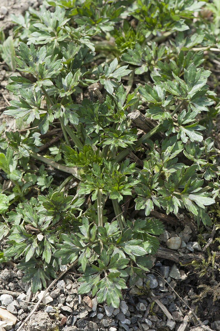 Sharp buttercup (Ranunculus acris) spreads very much