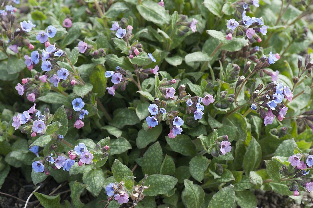Pulmonaria officinalis (Spotted lungwort)