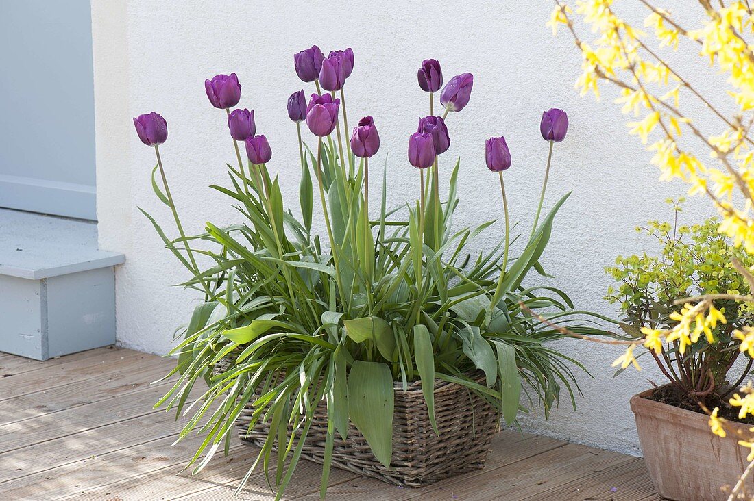 Tulipa 'Purple Prince' (Purple tulips) in a basket box