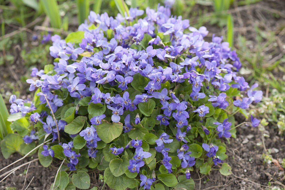 Viola odorata (scented violet) in the garden