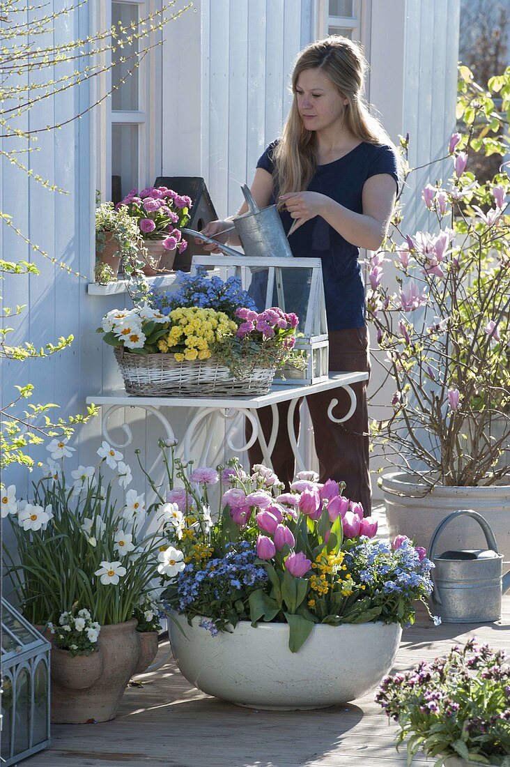 Colourful spring terrace with Tulipa 'Early Glory' (tulips), Myosotis 'Myomark'.