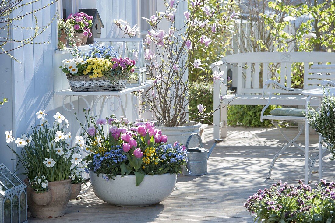 Colorful spring terrace with Tulipa 'Early Glory', Myosotis 'Myomark'