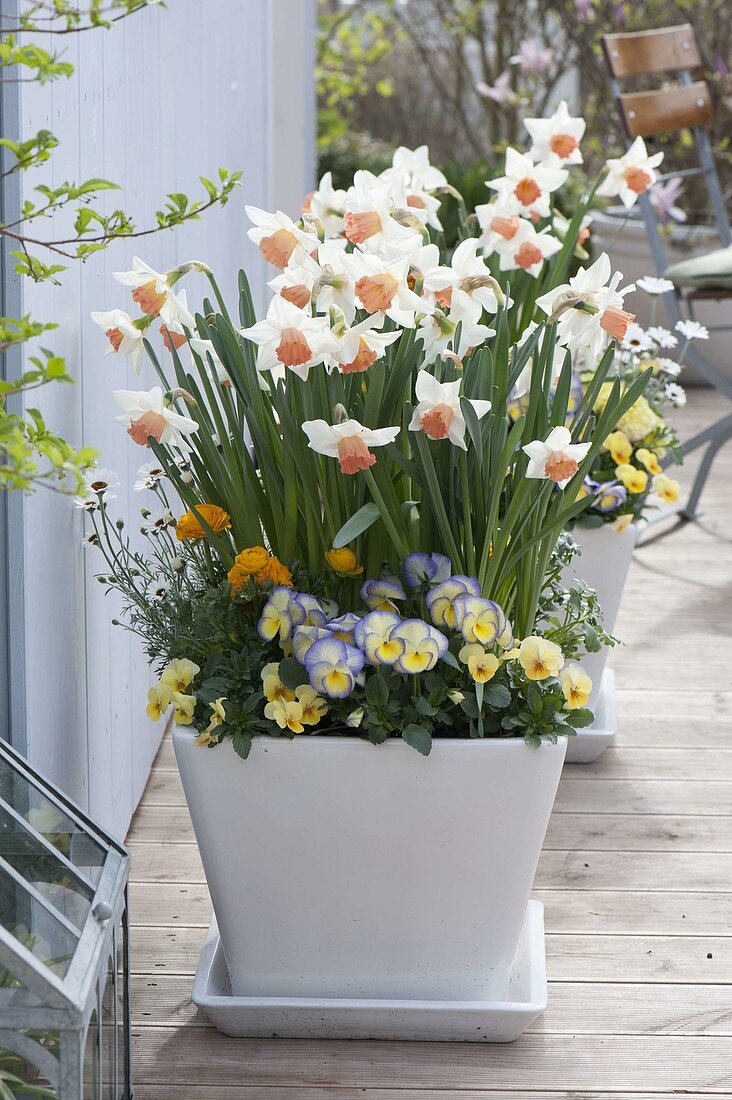 Narcissus 'Accent' (Narzissen), Viola cornuta 'Etain' (Hornveilchen)