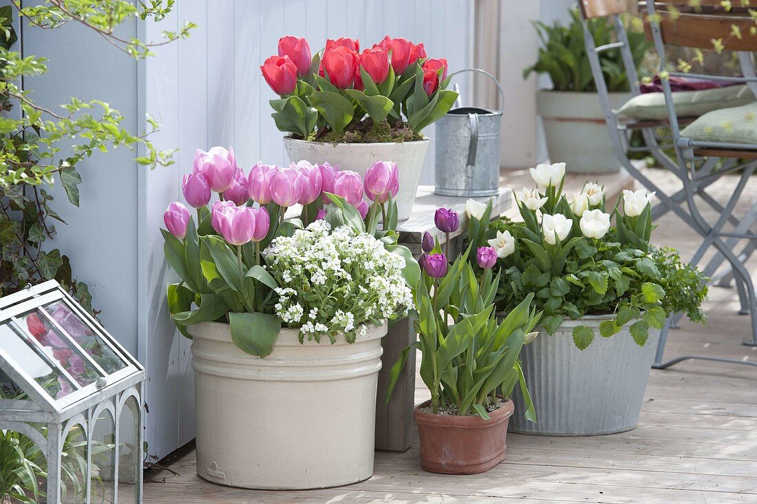 Tulipa 'Early Glory' pink, 'Calgary' white, 'Red Paradise' red (tulips)