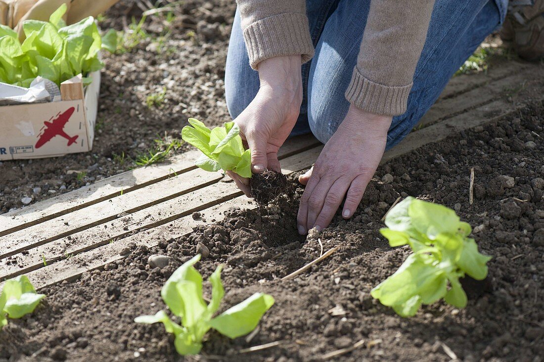 Woman planting lettuce (Lactuca) seedlings in bed