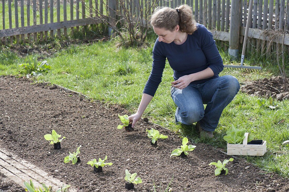 Planting spring lettuce in organic garden