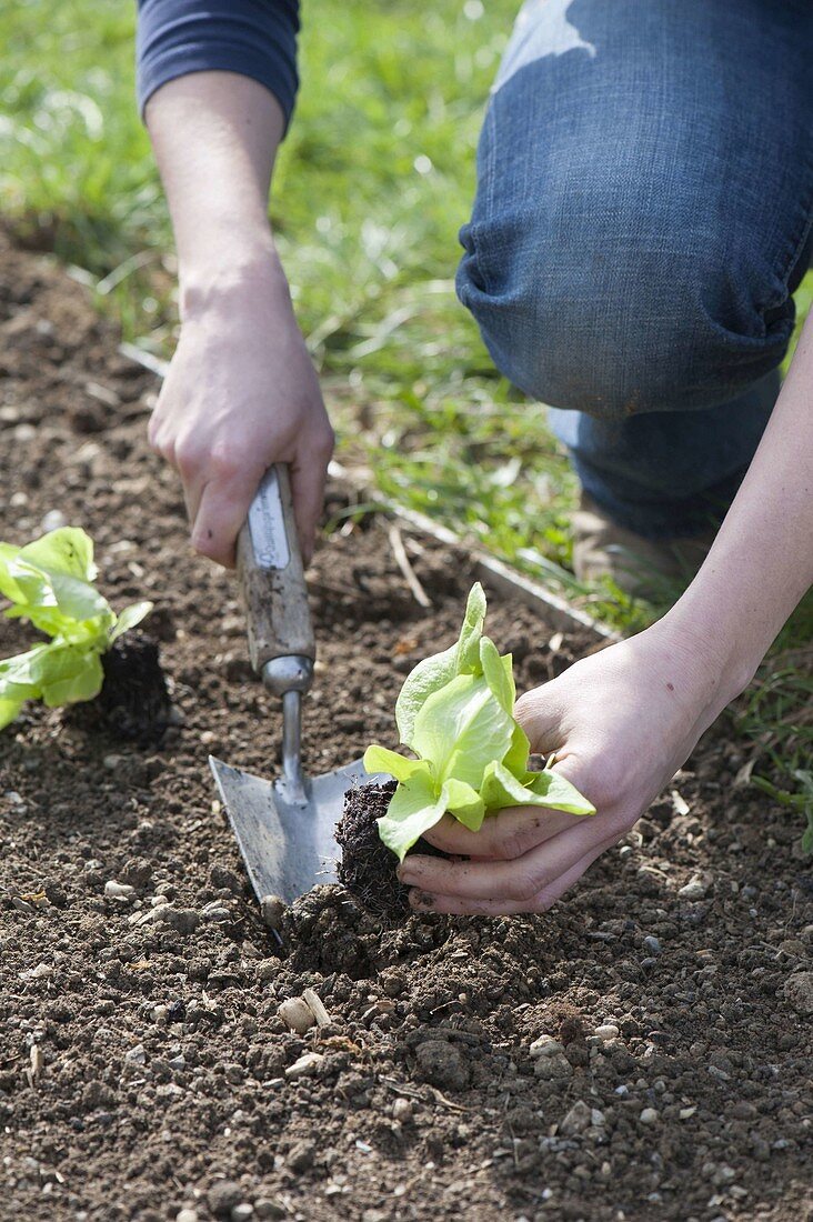 Planting spring lettuce in organic garden