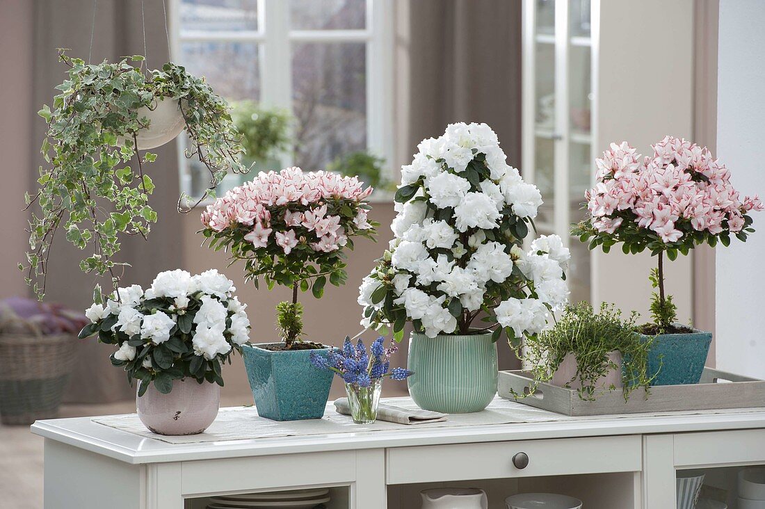 Sideboard as room divider with Rhododendron simsii (indoor azaleas)