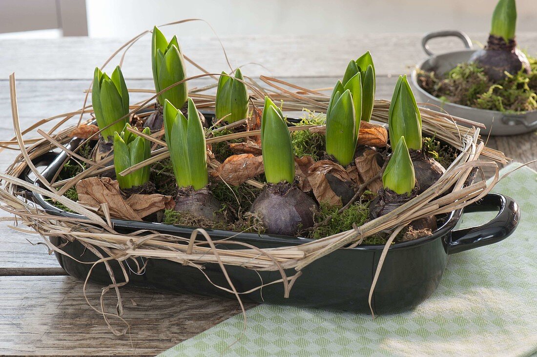 Hyacinthus (Hyazinthen) vor der Blüte in emaillierter Auflaufform