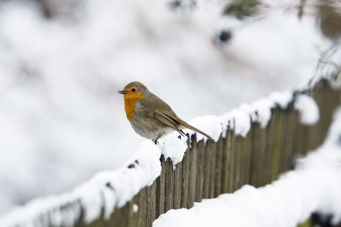 Robin in the snow (Erithacus rubecula), Germany