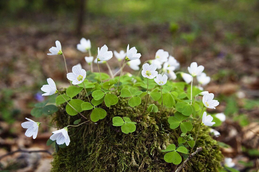 Oxalis acetosella. Bavaria, Germany