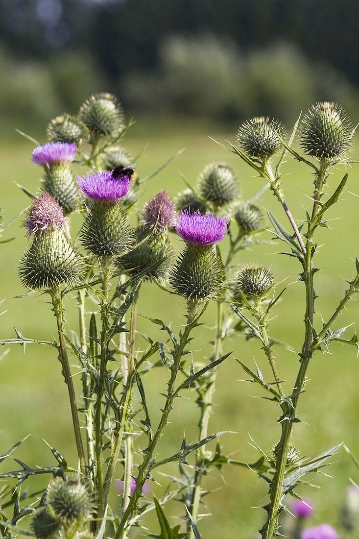 Common thistle with bumblebee, Cirsium vulgare, Bavaria, Germany