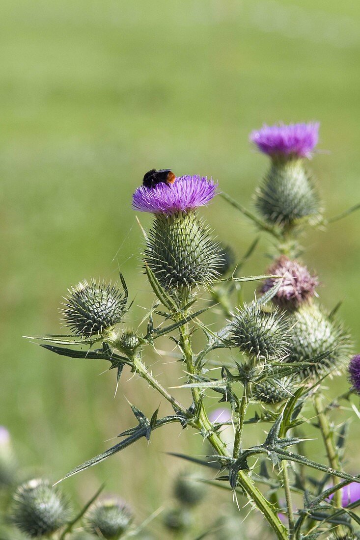 Common thistle (Cirsium vulgare), Bavaria, Germany