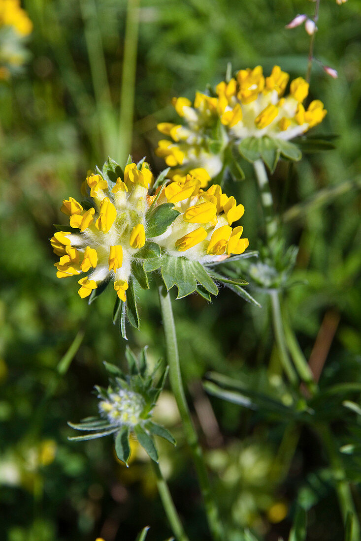 Kidney vetch, Anthyllis vulneraria, Bavaria, Germany