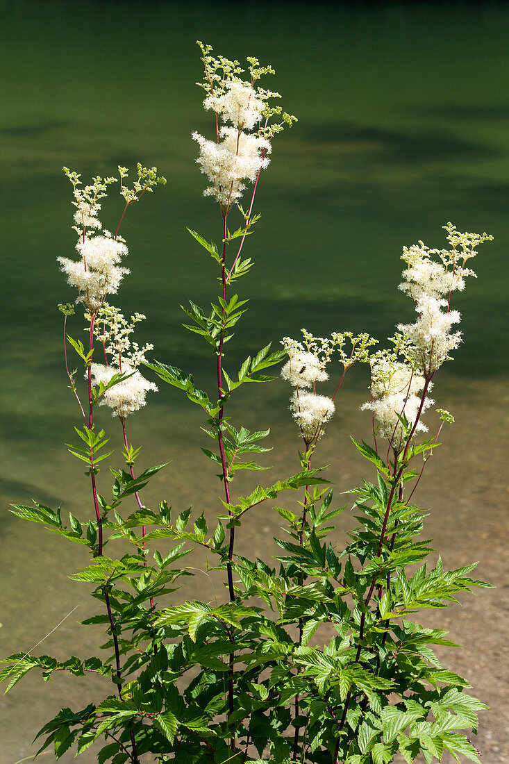 Maedesuess an Flussufer, Filipendula ulmaria, Bayern, Deutschland