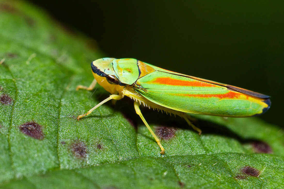 Cicada, Graphocephala fennahi, Bavaria, Germany