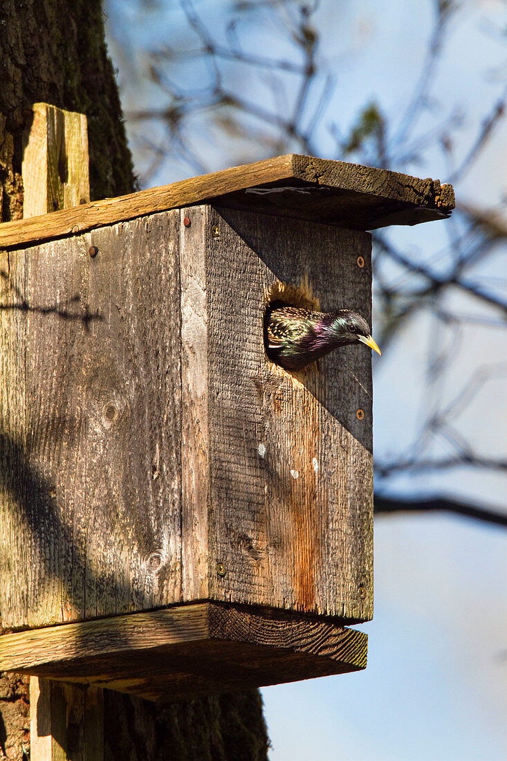 Star in Starenkasten, Sturnus vulgaris, Deutschland, Europa