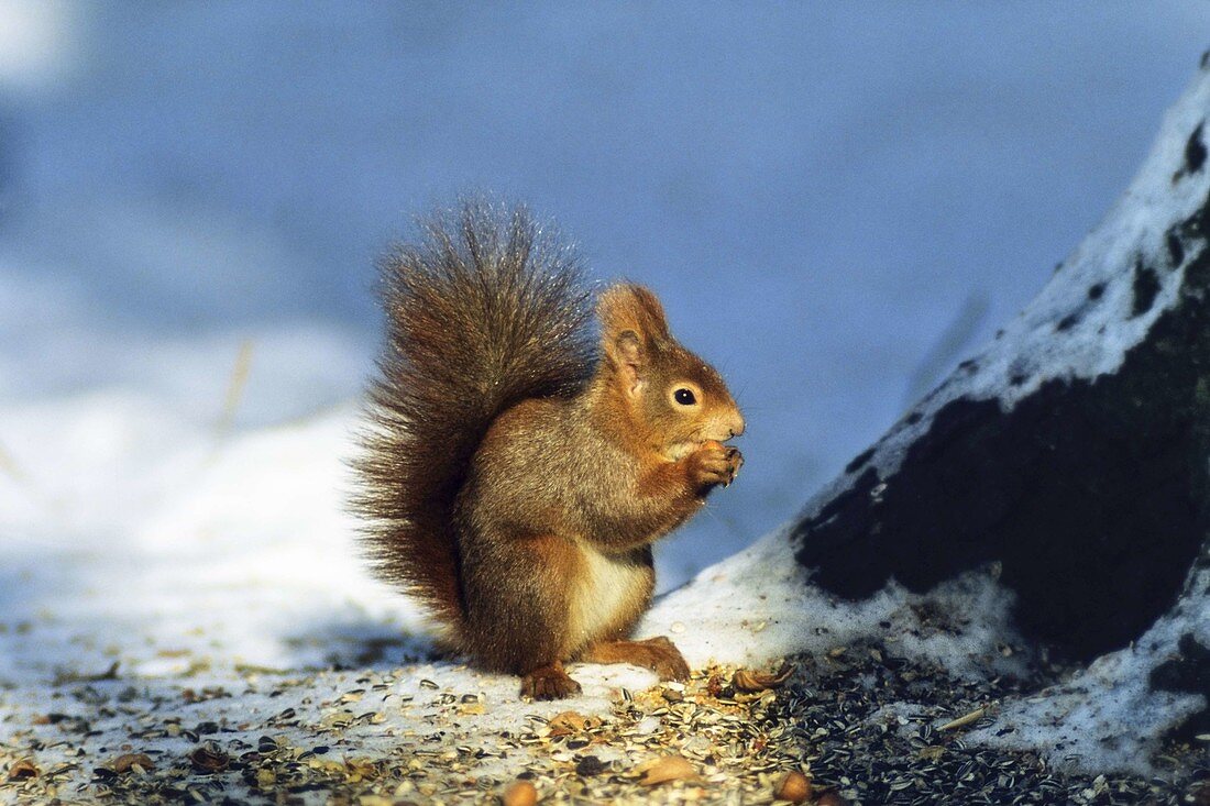 Eichhörnchen im Schnee, Sciurus vulgaris, Bayern, Deutschland
