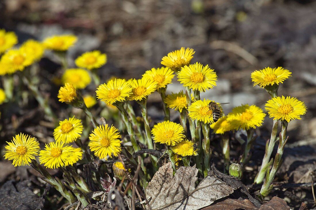 Coltsfoot (Tussilago farfara), Bavaria, Germany