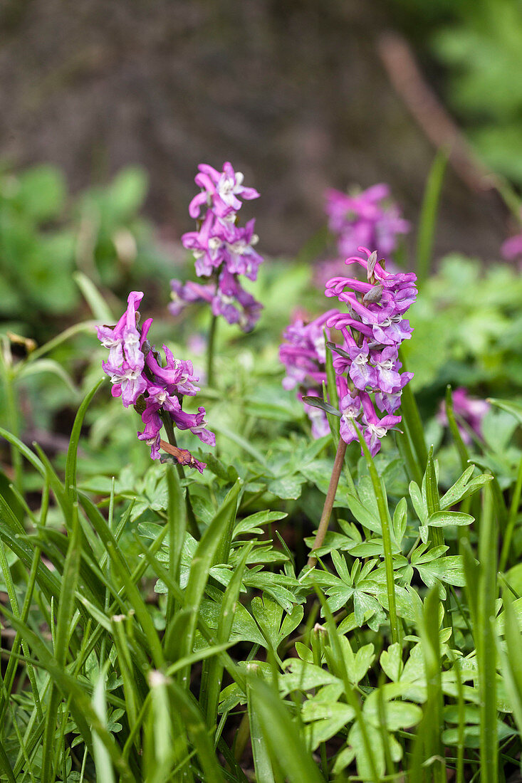 Hollow Larkspur, Corydalis cava, Bavaria, Germany