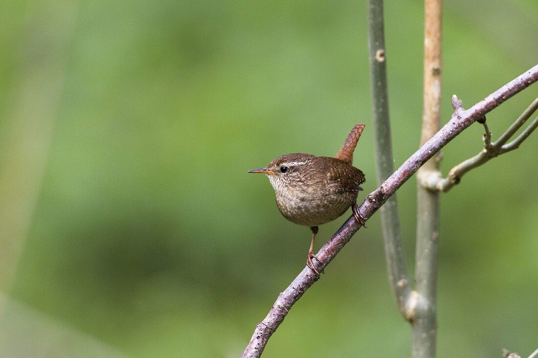 Wren (Trogoldytes troglodytes), Bavaria, Germany