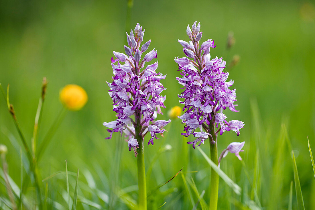 Salep, Helmknabenkraut (Orchis militaris), Bayern, Deutschland