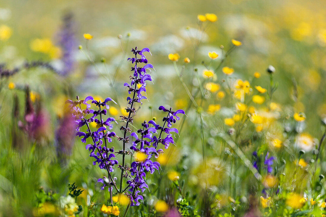 Flowering meadow with meadow sage, Salvia pratensis, and buttercup, Ranunculus acris, Upper Bavaria, Germany / flowering meadow with Salvia pratensis and Ranunculus acris, Upper Bavaria, Germany