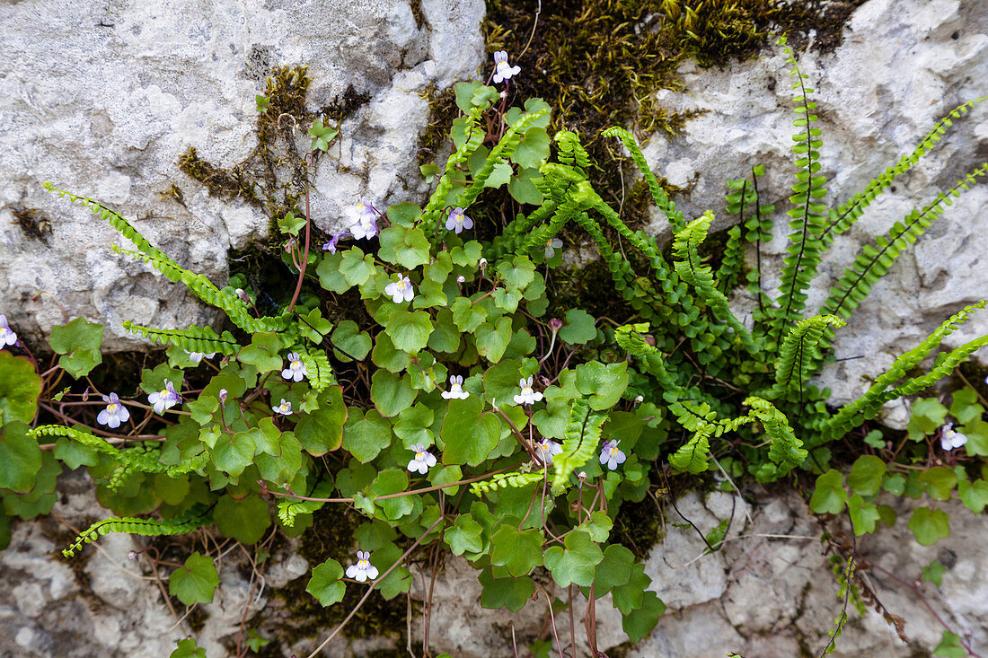 Zimbelkraut (Cymbalaria muralis, Linaria muralis), Österreich