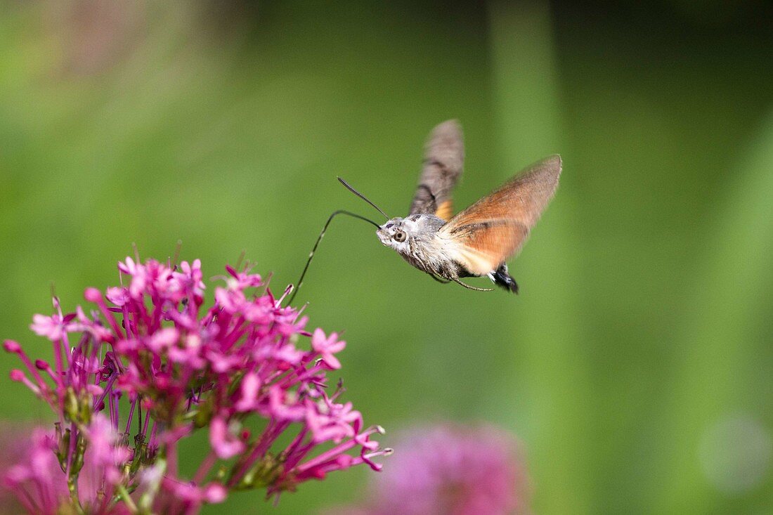 Dove's-tail (Macroglossum stellatarum), Bavaria, Germany