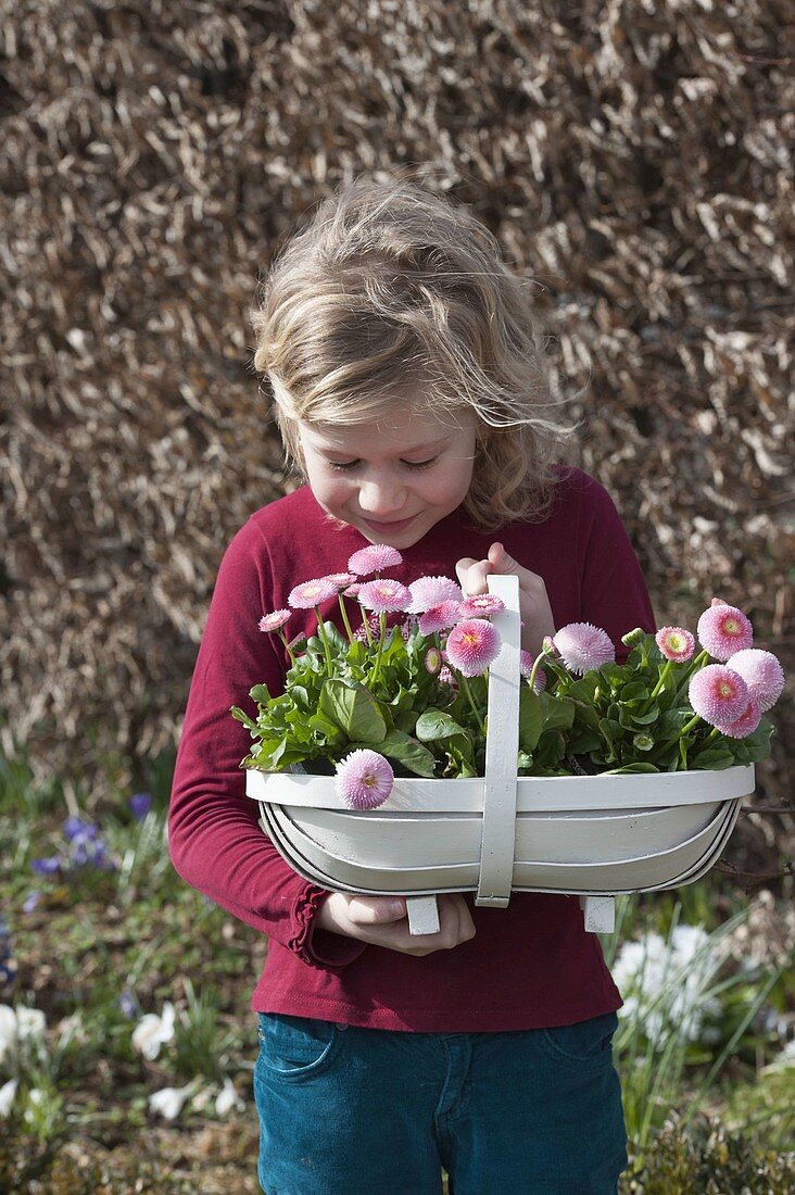 Girl sniffing bellis (daisy) in chip basket