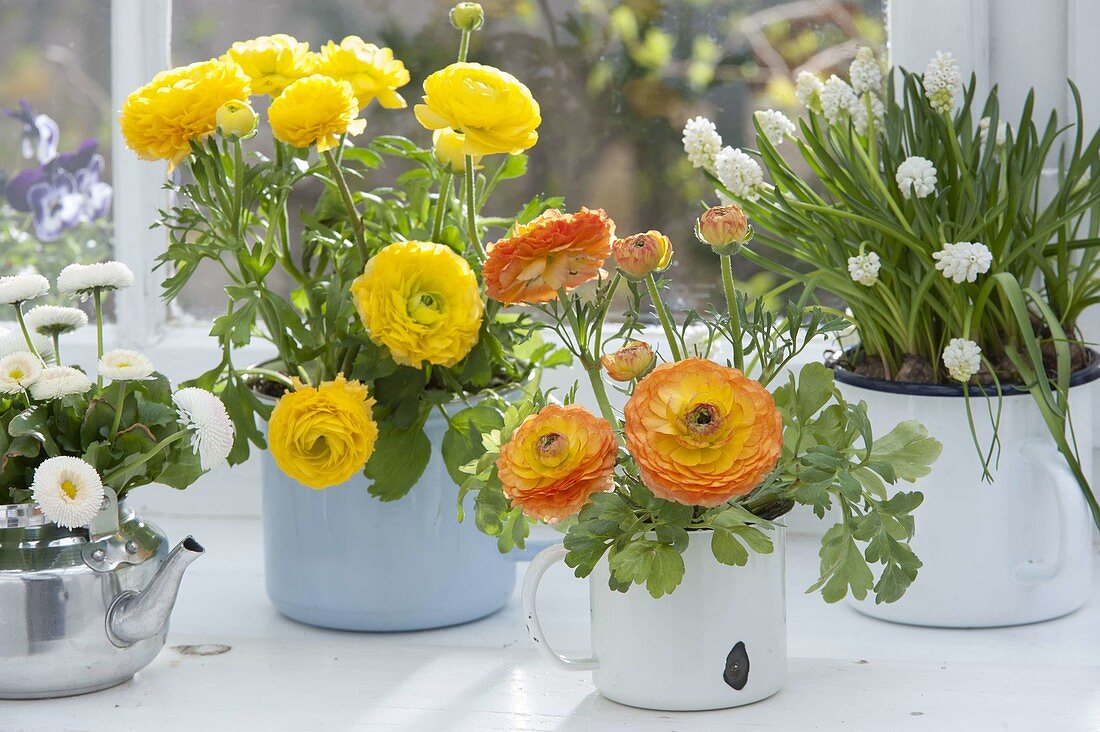 Ranunculus (Ranunkeln), Muscari 'Alba' (Traubenhyazinthen) und Bellis