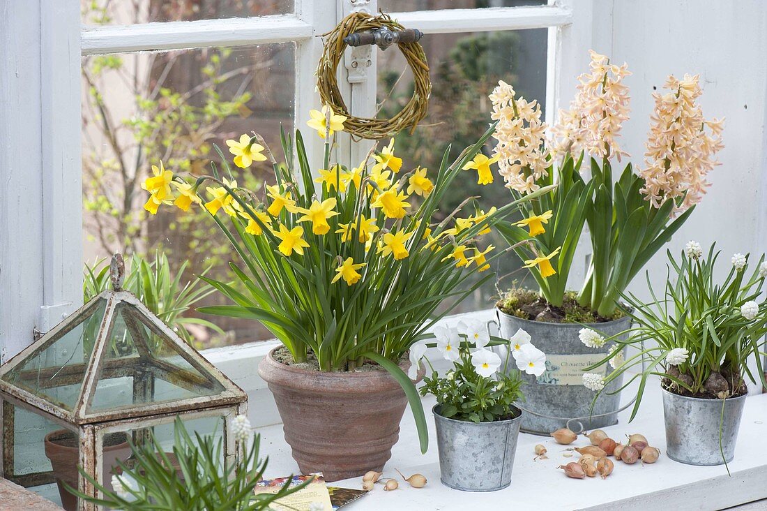 Frühling auf der Fensterbank