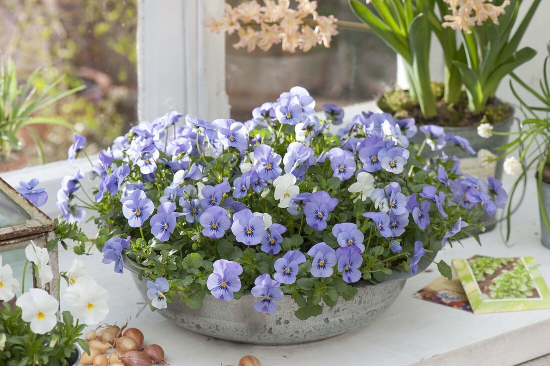 Viola cornuta Callisto 'Blue', 'White' (Hornveilchen) in breiter Schale am Fenster