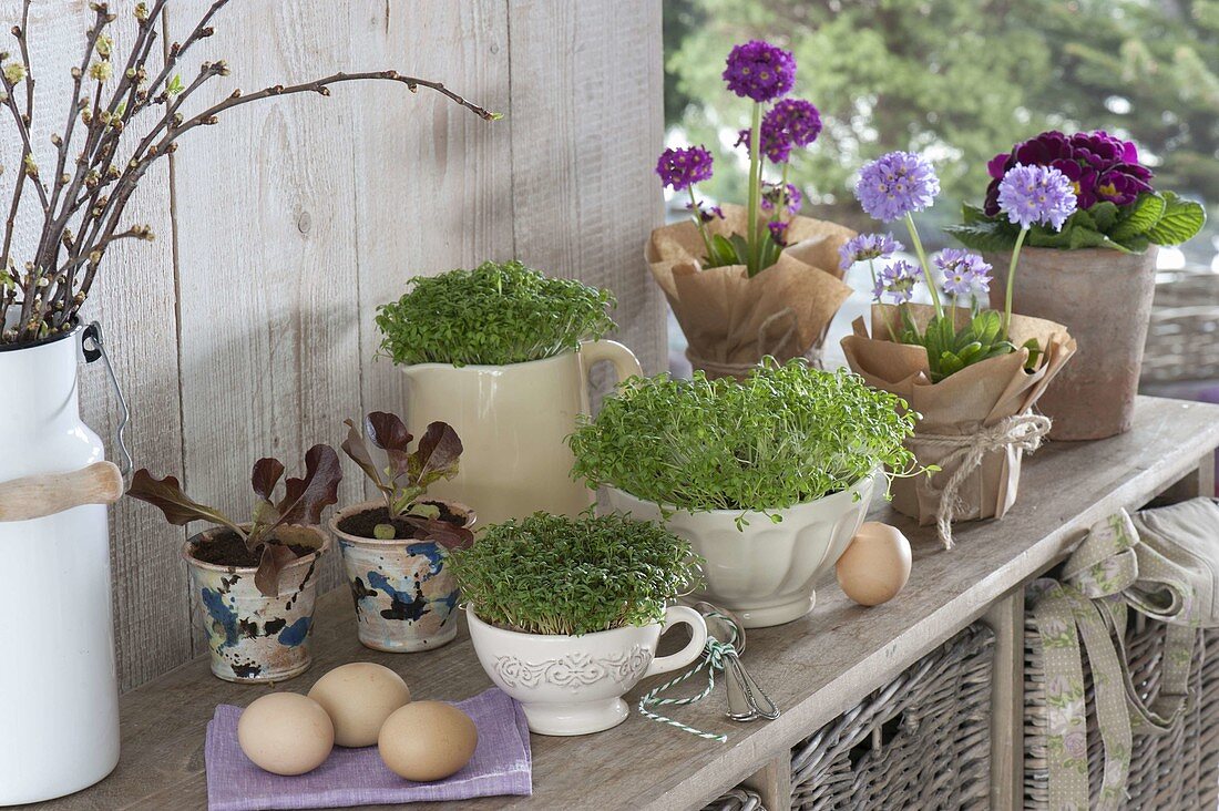 Kresse (Lepidium Sativum) mit Eiern, Primula denticulata