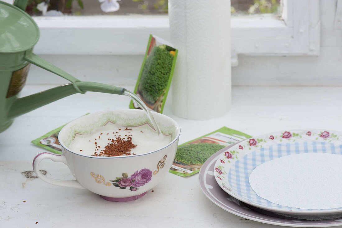 Sowing cress in rose cup