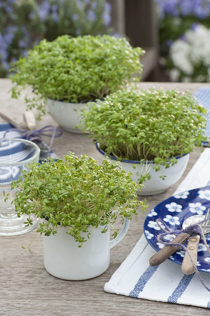 Sowing cress in enamel bowls